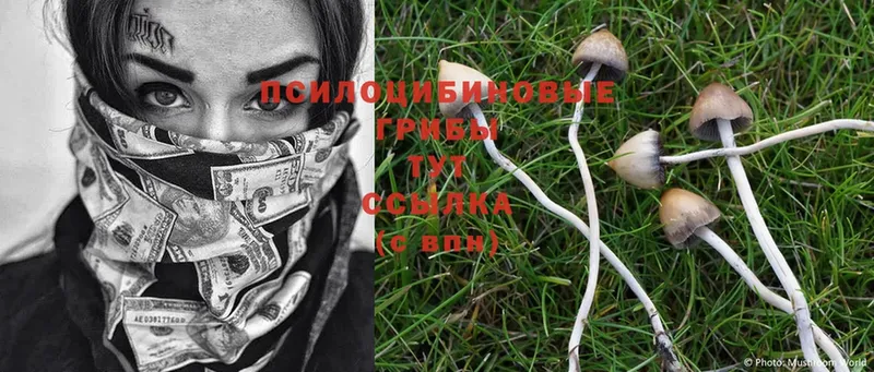 Псилоцибиновые грибы Psilocybe  где купить   Петровск 